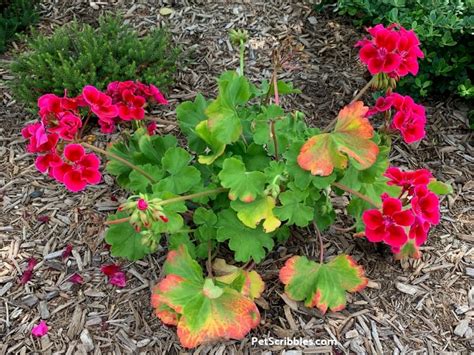 Geranium Care — How To Grow Annual Geraniums Garden Sanity By Pet