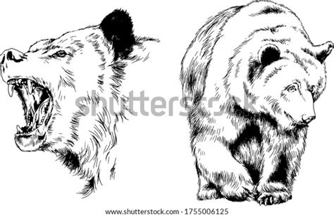 Grinning Face Snarling Bear Painted By Stock Vector Royalty Free