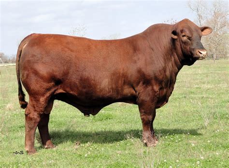 A Large Brown Cow Standing On Top Of A Lush Green Field