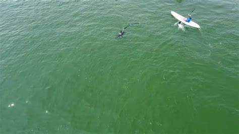 Video Now Shark Sighting At Narragansett Town Beach YouTube