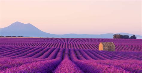 Visit The Lavender Fields Of The Luberon Guided Tours In South Of France