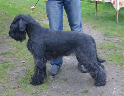 Giant Schnauzer Puppies For Sale