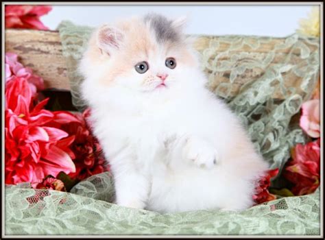 Pastel Calico Teacup Persian Kitten For Sale
