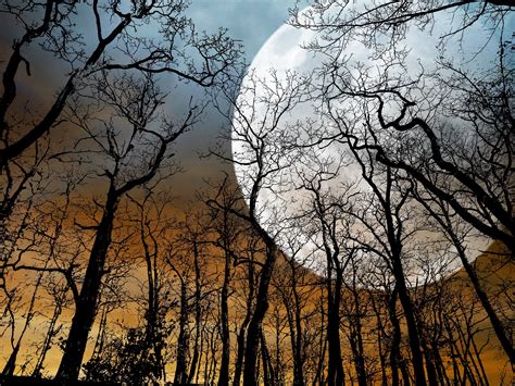 Big Moon On Trees Free Image Download
