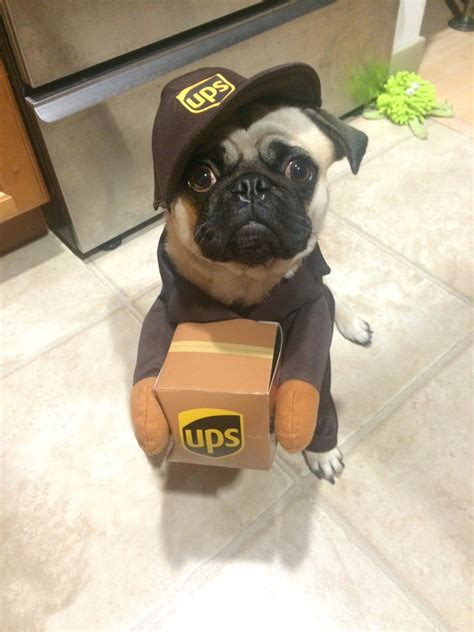 Pug Dressed As A Ups Delivery Person Funny Dogs Funny Animals Cute