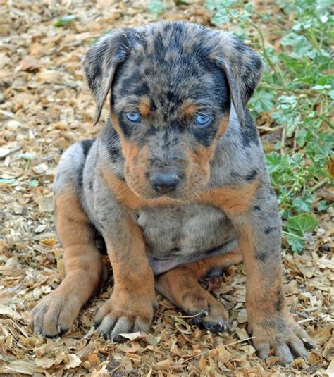 These dogs have no pigment except for the blue eyes. Pin on Louisiana Catahoula Leopard Dogs