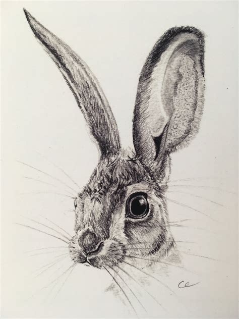 Hare Pencil Drawing Drawings Nursery Art Pencil Drawings
