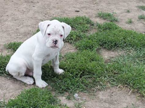 Akc Euro Beautiful White Boxer Puppies For Sale In Barre Mills
