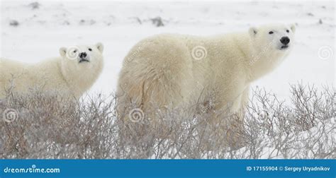 Two Polar Bears Stock Photo Image Of Cute Dangerous 17155904