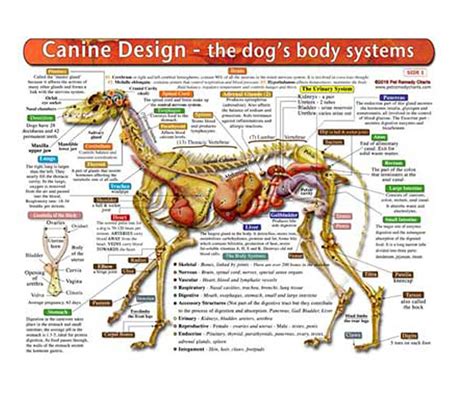 Buy The Dogs Body Systems A Double Sided Uv Protected Laminated Dog