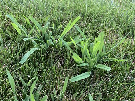 Is This Crabgrass It Popped Up All Over My Lawn After Using Scotts