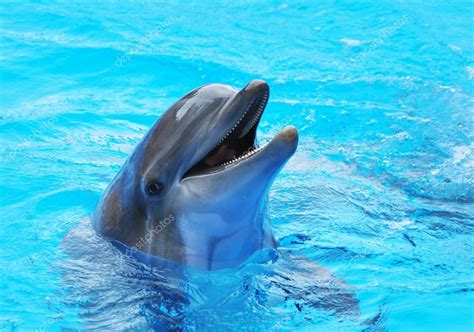Dolphins — Stock Photo © Fineshine 26642227