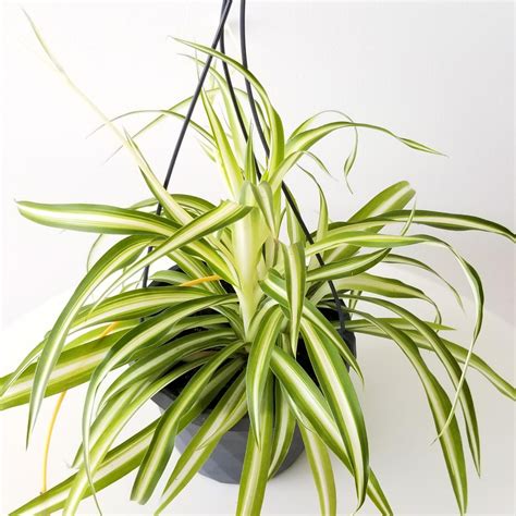 Spider Plant Interiorplantsca