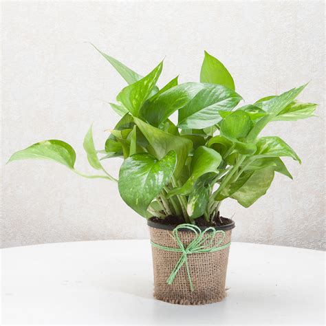 Money Plant In Jute Wrapped Pot T Plant In Jute Planter Online