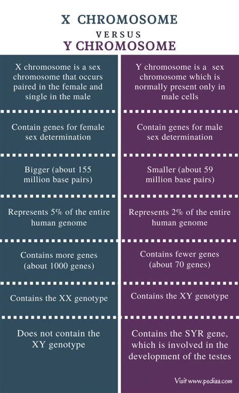 Difference Between X And Y Chromosome Definition Features Function