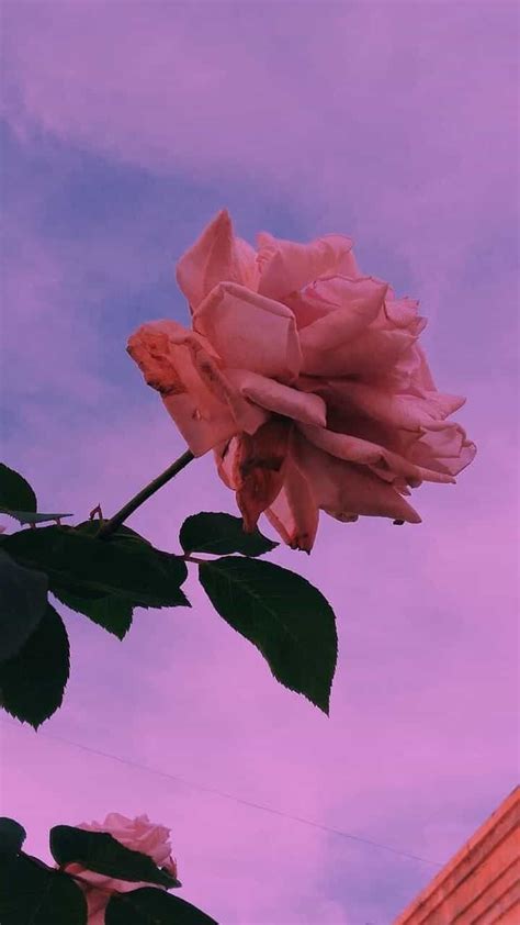 √ Aesthetic Roses Tumblr