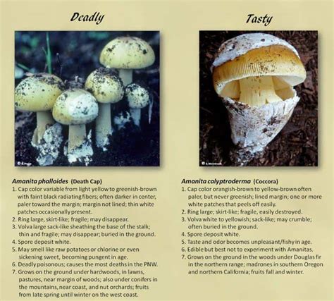 Tasty Or Toxic Amanita Phalloides Amanita Calyptroderma Cascade Mycological Society