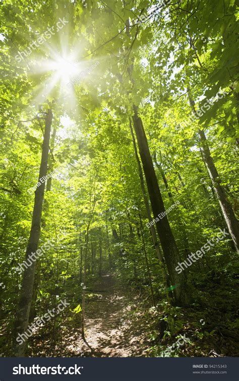 Sun Shining Through Trees On Forest Path In Wilderness Stock Photo