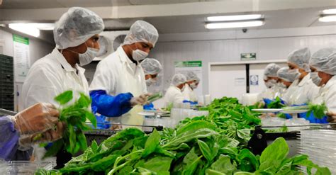 © ministerio de sanidad, consumo y bienestar social. Pública Agricultura Reglas de Operación del Programa de ...