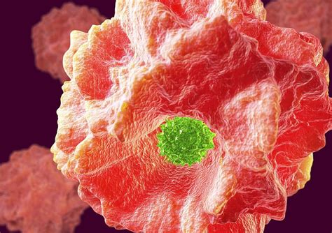Macrophage Engulfing Pathogen Artwork Photograph By David Mack Pixels