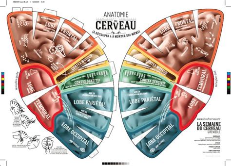 Le cerveau le faire connaître aux enfants Activités pour le cycle Le site de la Fondation