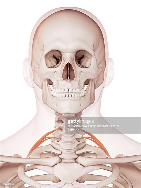 Human Neck Muscles High Res Vector Graphic Getty Images