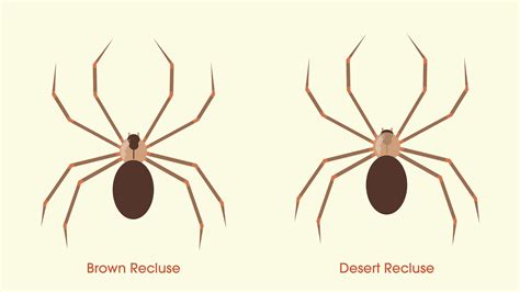 How To Identify And Get Rid Of Desert Recluse Spiders Pest Control Gurus