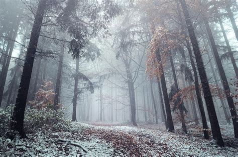 Silence Of Winter Woods By Jenny Rainbow Fine Art Landscape Fine Art