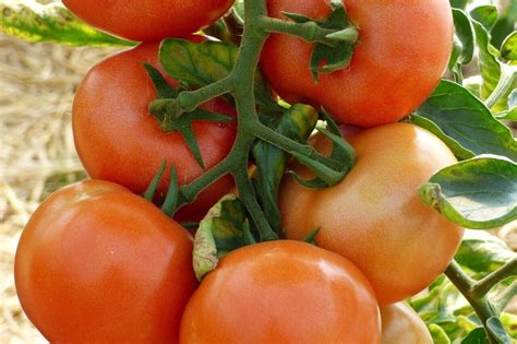 Marglobe Supreme Tomato Seeds 100 Ct Vegetable Heirloom Non Gmo Free