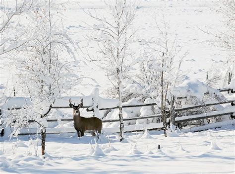 Snow Scene With Deer Winter Pictures Winter Scenes Winter Wonder