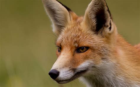 fox, Face, Eyes, Close up Wallpapers HD / Desktop and Mobile Backgrounds