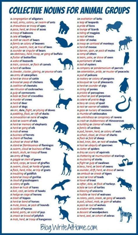 A Poster With Animals And Their Names In Blue On The Bottom Right