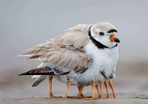 Que Frio Aves De Compañía Animales Y Sus Crias Fotografía Animal