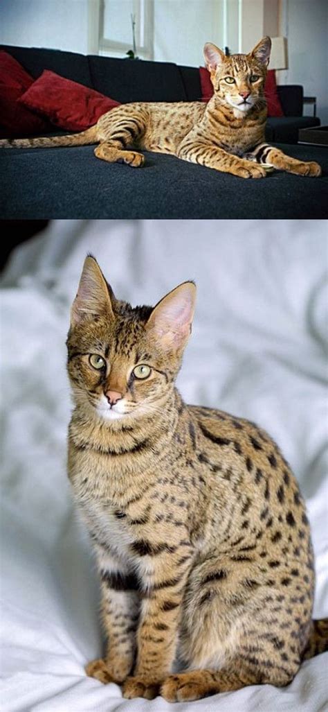 Is the ashera really just a rebranded, remarketed savannah. Ashera Cat — Hybrid Cat Controversy, Cost, And Photos The ...