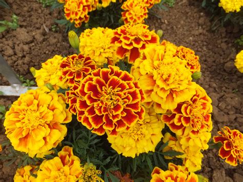 Most popular name sku lowest price highest price. Annual - MARIGOLD FRENCH DURANGO BEE | Flower Sale ...