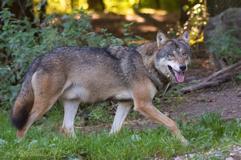 Wolf Ein Wolf Im Tierpark Hellabrunn In München Cloudtail The Snow