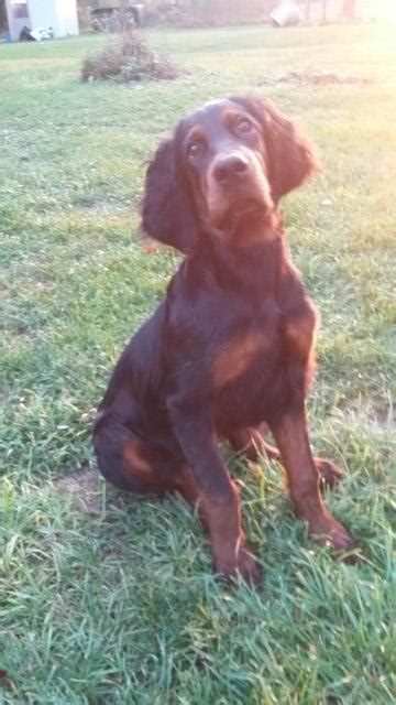 They shed an average amount the rest of the time. Gordon Setter puppy dog for sale in Max meadows, Virginia