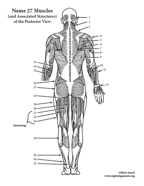Muscles Of The Posterior Body Labeling Hs Adult