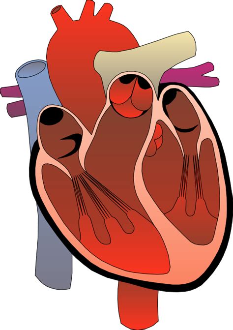 Heart Anatomy Diagram Circulatory System Clip Art Hope Heart Cliparts