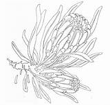 Protea Drawing Flower Proteas Drawings Flowers Coloring Line Pages Illustration Sketch Template Sketches Botanical Painting Native Mobile Australian Flora Floral sketch template