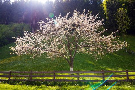 Spring In The Carpathian Mountains · Ukraine Travel Blog