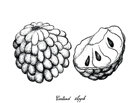 Huge collection, amazing choice, 100+ million high quality, affordable rf and rm images. Cool Outline Custard Apple Drawing | The Campbells ...