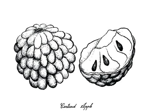 Such as png, jpg, animated gifs, pic art, logo, black and white, transparent, etc. Cool Outline Custard Apple Drawing | The Campbells ...