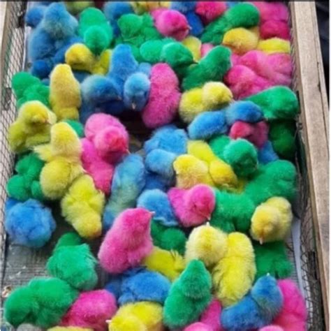 Jual Anak Ayam Warna Warni Hidup Ayam Pelangi Super Shopee Indonesia