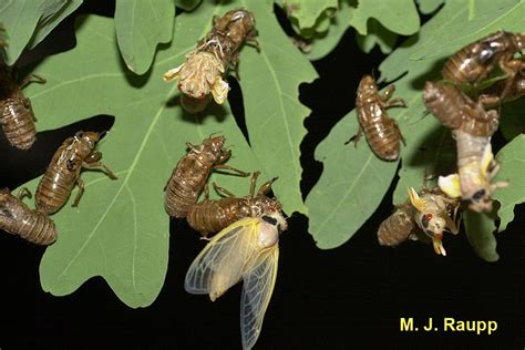 Select from premium cicada exoskeleton of the highest quality. Hail Brood II: Magicicada spp. — Bug of the Week