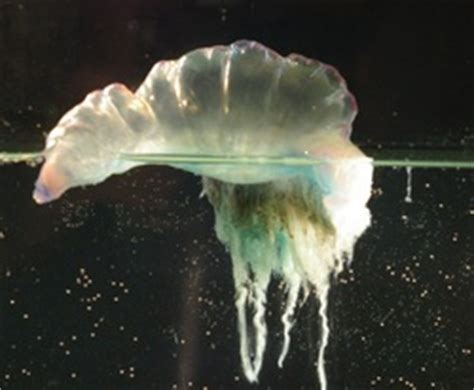 Caravella portoghese spiaggiata a palm beach caravella portoghese 5. Physalia physalis - Caravella Portoghese - Mare Nostrum Italia