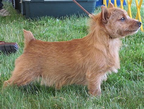 norwich terrier dog  dog encyclopedia dogs  depthcom
