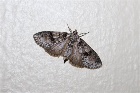 40 Different Types Of Moths Everything Moth Species Plantsnap