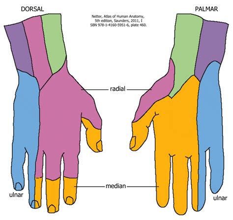 Dermatome Map Hand