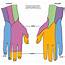Neurovascular Supply Of The Hand – Mind & Motion Anatomy